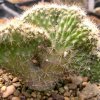 Ferocactus_fordii_forma._cristata